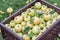 Ripe apples in the wooden boxes. Organic fruit harvesting in the autumn orchard garden. Close-up