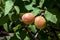 Ripe Apricot Fruit. A Taste of Summer
