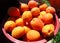 Ripe apricots in a bowl, freshly harvested in organic garden