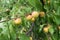 Ripe apricots on branches of tree