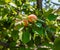 Ripe apricots hanging on a tree. Summer sunny day. Environmentally friendly crop for health