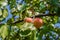 Ripe apricots hanging on a tree. Summer sunny day. Environmentally friendly crop for health