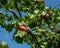 Ripe apricots hanging on a tree. Summer sunny day. Environmentally friendly crop for health