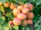 Ripe apricots on the orchard tree in the garden