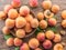 Ripe apricots on the orchard tree in the garden