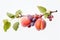 Ripe apricots and plums on a white background, Two peaches and grapes branch on white background, AI Generated