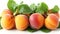 ripe apricots on a white background