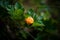 Ripe arctic cloudberry on Finnish swamp