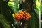 Ripe Areca nut palm