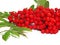 Ripe autumn bunch of rowan