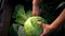 Ripe autumn cabbage harvest in the farmer garden. A woman cuts a cabbage roll. Fall harvest, organic healthy food