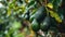 Ripe avocado fruits