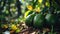 Ripe avocado fruits