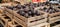 Ripe avocados in wooden crates with assorted fruits at local market for vibrant produce display