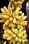 Ripe banana. of Kluay Khai or Dainty Banana, One Kind of Banana