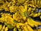 Ripe bananas displayed for sale. Some can be eaten straight away and some need to wait a few days.