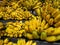 Ripe bananas displayed for sale. Some can be eaten straight away and some need to wait a few days.