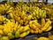 Ripe bananas displayed for sale. Some can be eaten straight away and some need to wait a few days.