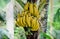 Ripe bananas on the tree, ripe bananas in the garden