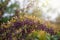 Ripe barberry on a green bush