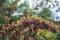 Ripe barberry on a green bush