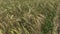 Ripe barley barleycorn plant crop ears move in wind