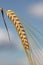 Ripe barley ear against blue sky