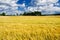 Ripe barley field