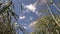 Ripe barleycorn plant crops ears on blue cloudy sky background