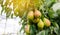 Ripe beautiful green pears grow in the garden. Fruits on the tree after rain. Healthy, natural fruits. Selective focus