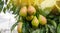 Ripe beautiful green pears grow in the garden. Fruits on the tree after rain. Healthy, natural fruits. Selective focus