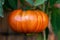 Ripe beef tomato hanging on the plant, harvest