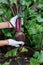 Ripe beet in the ground, hand in the glove