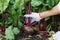 Ripe beet in the ground, hand in the glove, gardening concept