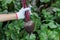 Ripe beet in the ground, hand in the glove, gardening concept