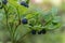 Ripe berries of bilberry grow in forest. Bilberry-bush growing in forest