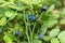 Ripe berries of bilberry grow in forest. Bilberry-bush growing in forest