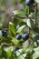 Ripe berries of black myrtle in branches of the plant in sunny d