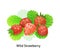 Ripe berries bunch wild strawberry with green leaf