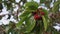 Ripe berries close-up, vegetarian food in nature.