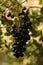 Ripe berries of Common Smilax, aka Rough Bindweed - Smilax aspera
