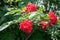 Ripe berries of Elderberry red Sambucus racemosa on the branch against green foliage