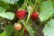 Ripe berries and foliage strawberry. Strawberries on a strawberry plant on organic strawberry farm..