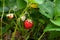 Ripe berries and foliage strawberry. Strawberries on a strawberry plant on organic strawberry farm..