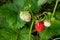 Ripe berries and foliage strawberry. Strawberries on a strawberry plant on organic strawberry farm..