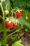 Ripe berries and foliage strawberry. Strawberries on a strawberry plant on organic strawberry farm..