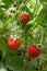 Ripe berries and foliage strawberry. Strawberries on a strawberry plant on organic strawberry farm..