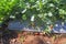 ripe berries and foliage strawberry. Strawberries on a strawberry plant on a strawberry plantation