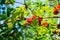 Ripe berries of fresh forest raspberries close-up.Sunny July forest