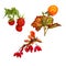 Ripe berries, raspberries, cloudberries and barberry, set,  watercolor painting
